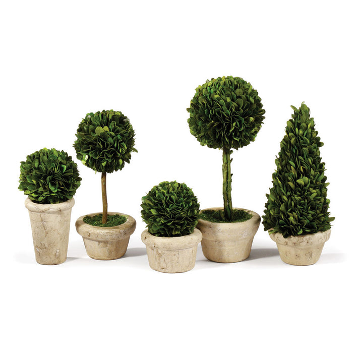 Design Shop Boxwood Topiaries In Pots, Set Of 5