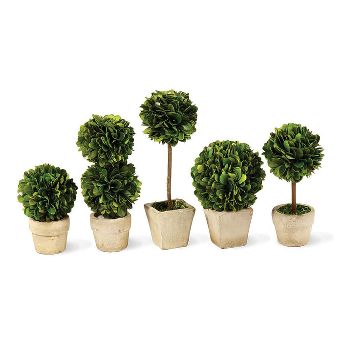 Design Shop Boxwood Mini Topiaries In Pots, Set Of 5