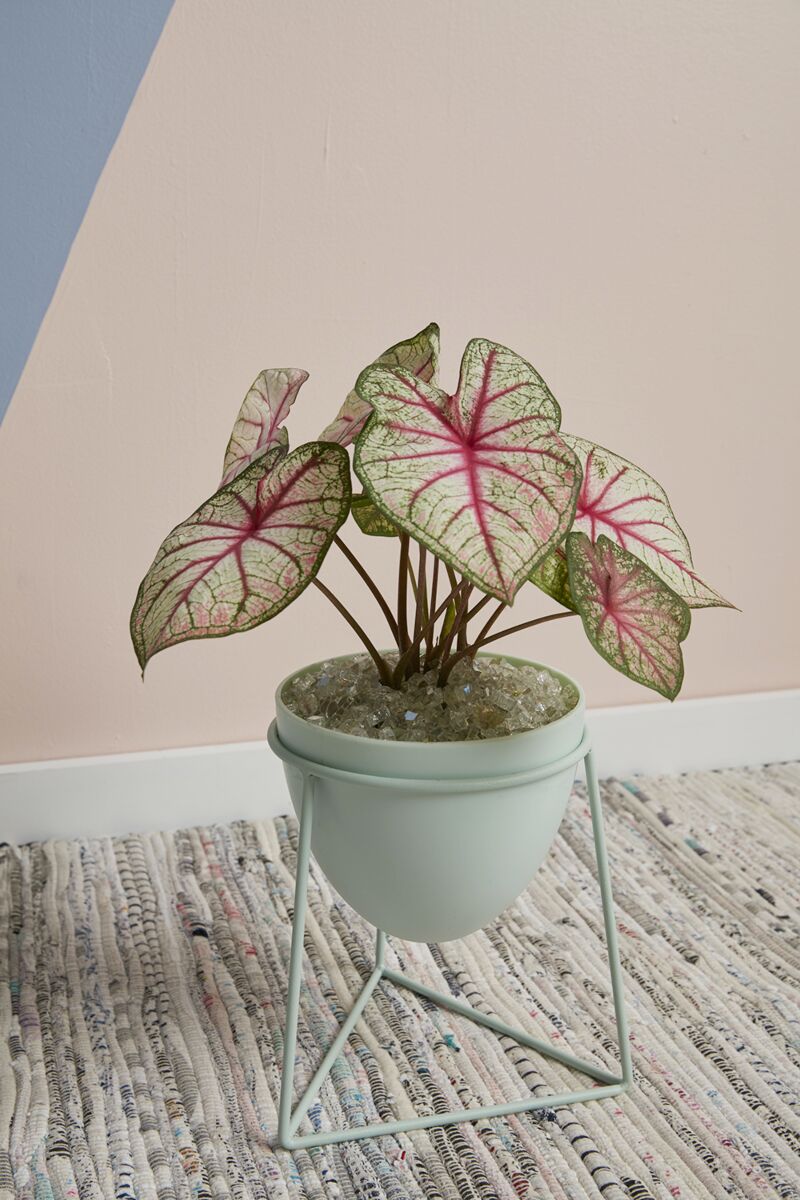 Design Shop Green Kelly Plant Stand, 8" X 8.75".