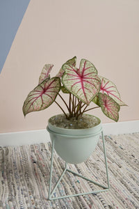 Design Shop Green Kelly Plant Stand, 8" X 8.75".