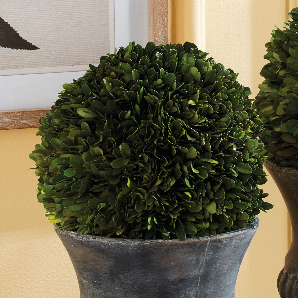 Design Shop Boxwood Ball 8"