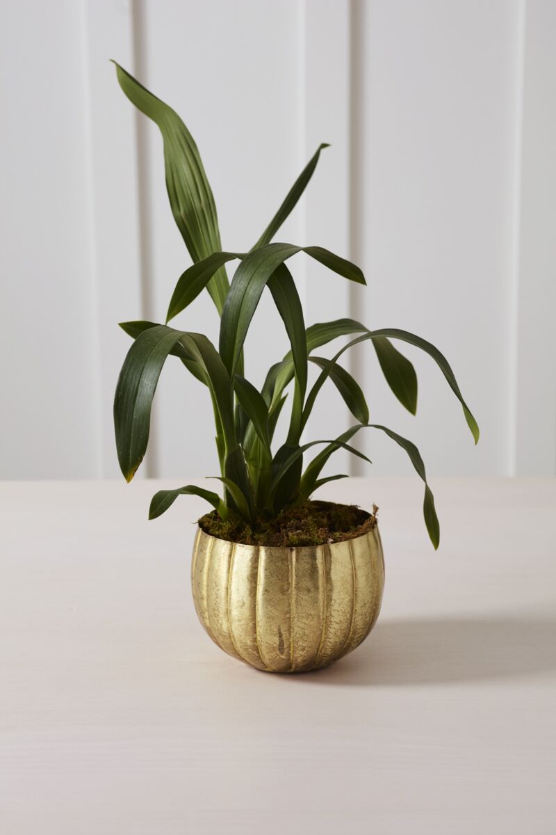 Design Shop Ravi Pot 6"x 5", Set of 2