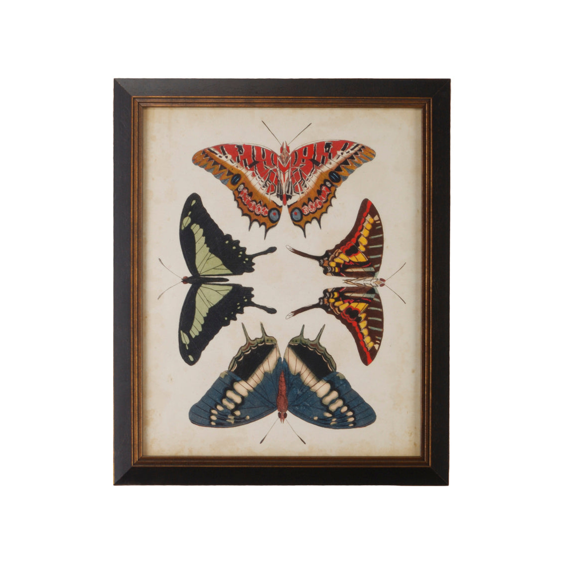 Chelsea House Display Of Butterflies II