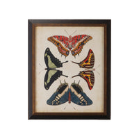 Chelsea House Display Of Butterflies II