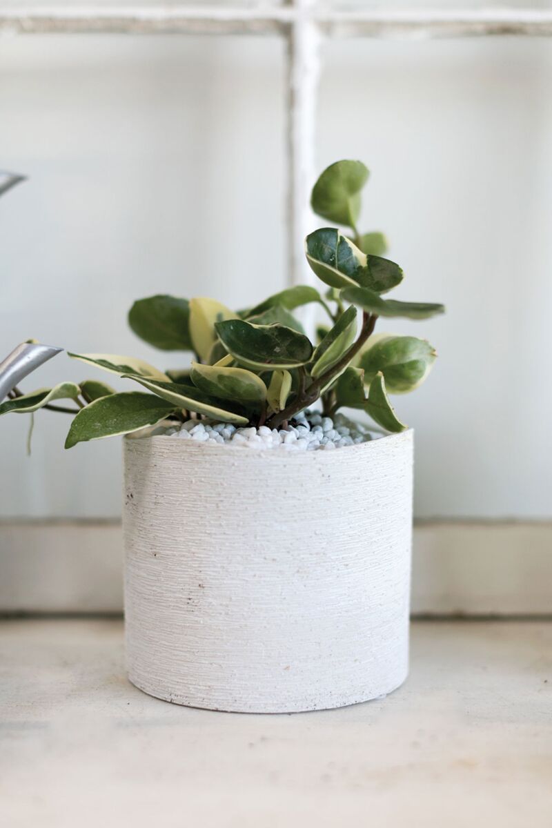 Design Shop White Delphi Pot, 5.7" X 5".