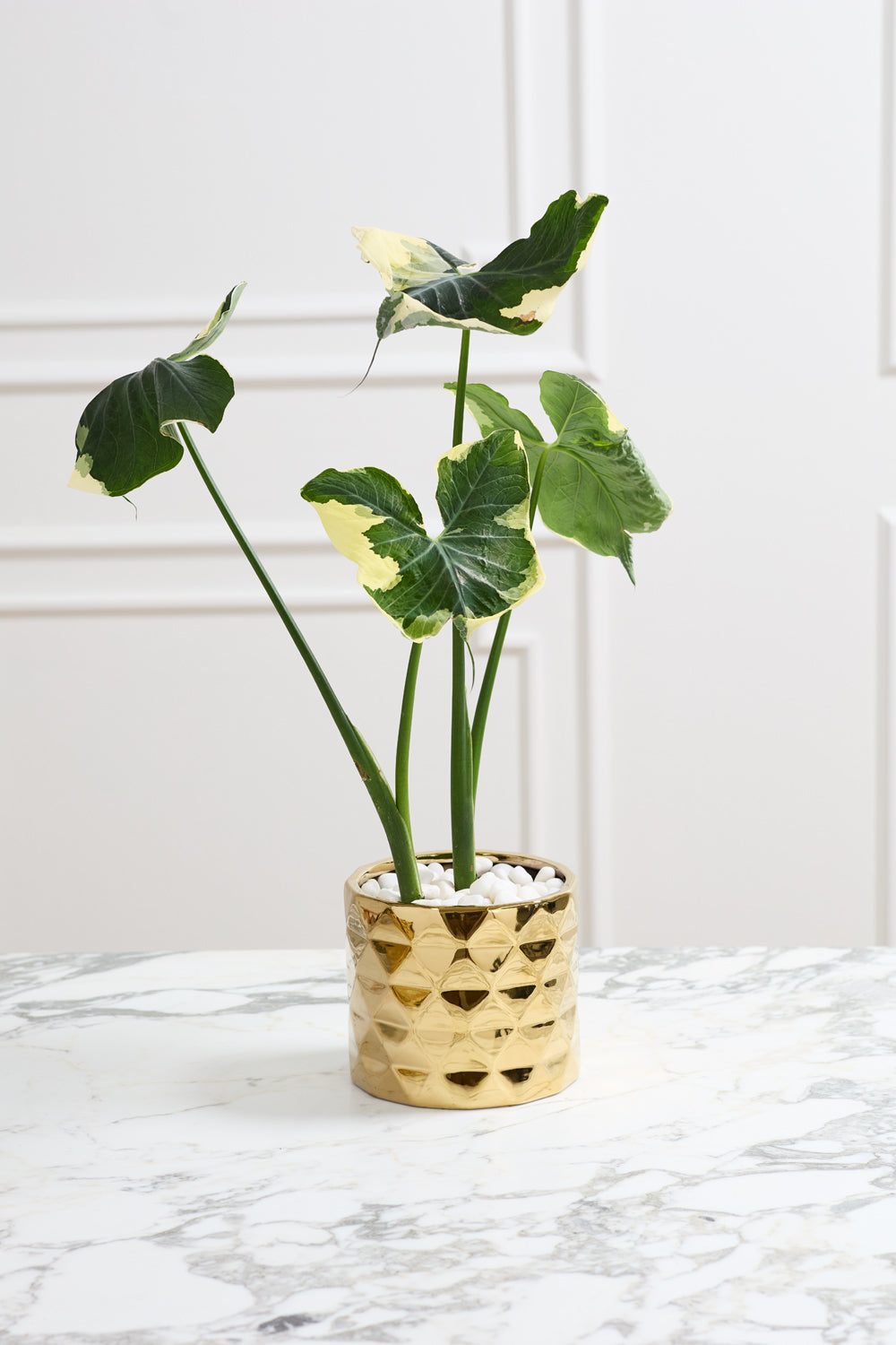 Design Shop Gold Architect Collection Pot, 7" X 6.25"