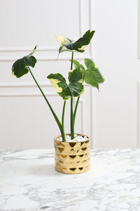 Design Shop Gold Architect Collection Pot, 7" X 6.25"