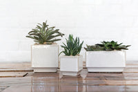 Design Shop Off-White Verge Collection Low Planter, 6.5" X 3.5".