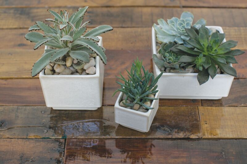 Design Shop Off-White Verge Collection Low Planter, 6.5" X 3.5".