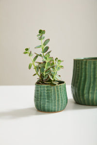Design Shop Green Palmero Collection Pot, 3" X 2.75", Set of 4.