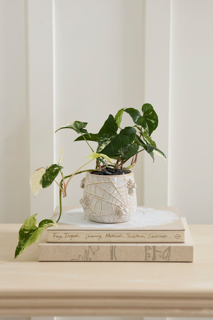 Small potted plant on top of two books with a white background