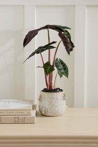 Design Shop House Spider Pot 6"x 5.25"