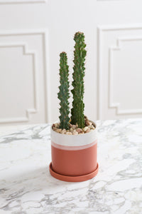 Design Shop Terracotta Hadley Pot, 6.25" X 6".