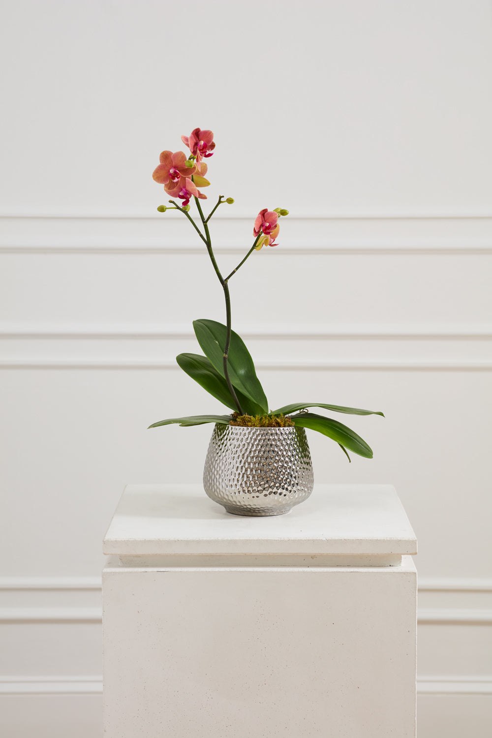 Design Shop Silver Supernova Pot Pot, 7" X 6.25"