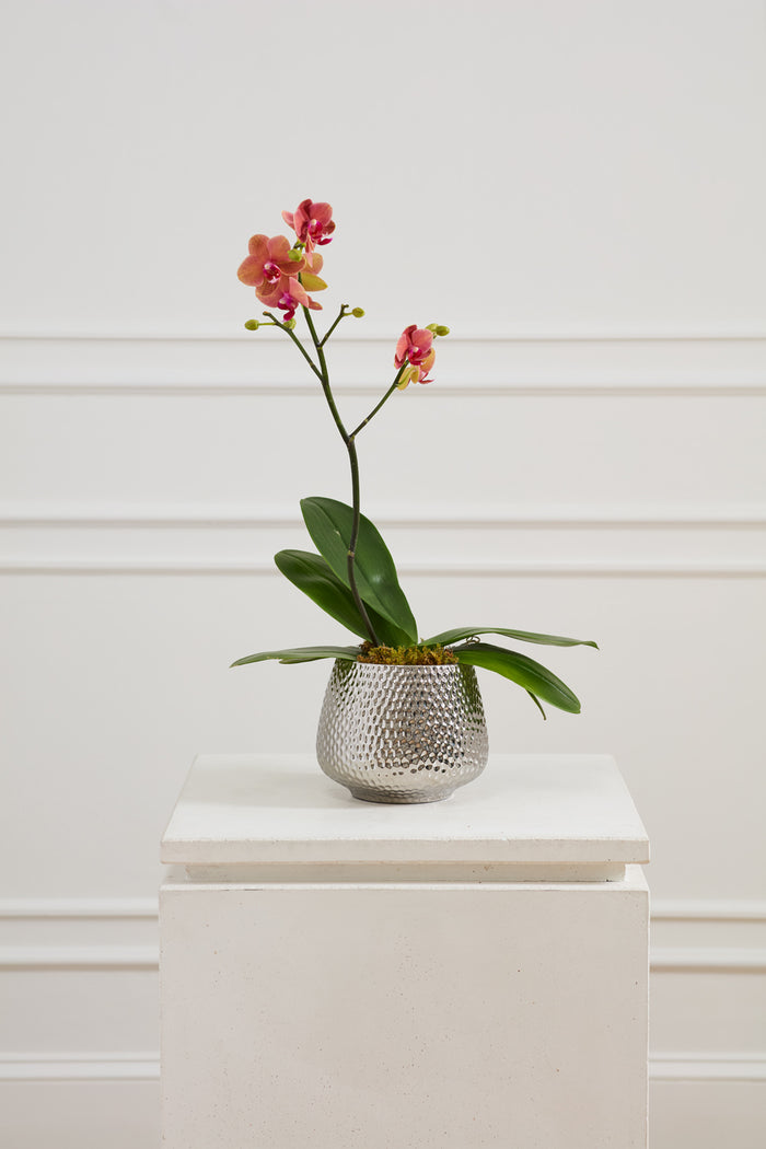 Design Shop Silver Supernova Pot Pot, 7" X 6.25"