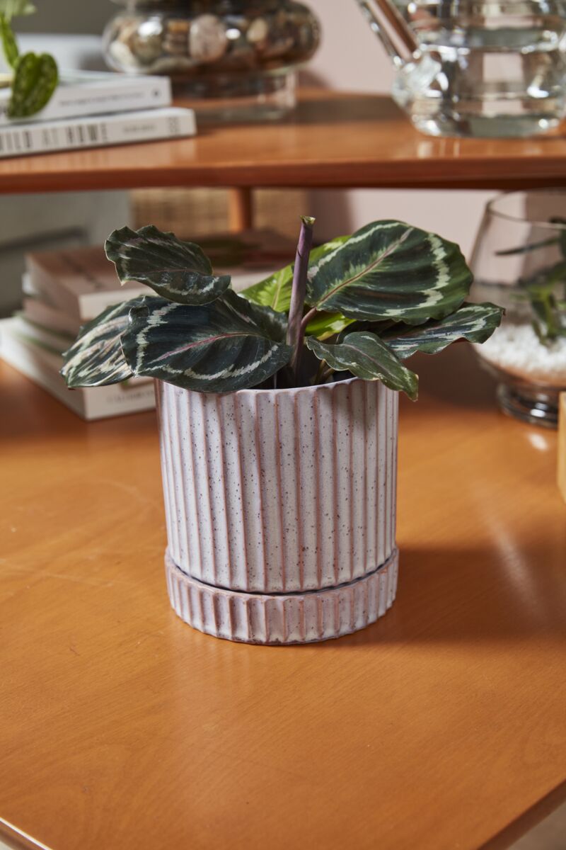 Design Shop Los Feliz Pot with Saucer 5"x 5.5"