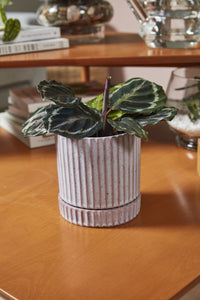 Design Shop Los Feliz Pot with Saucer 5"x 5.5"