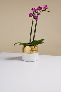 Design Shop White Claire Pot, 5.75" X 5", Set of 2.
