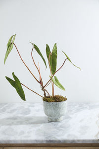 Design Shop Hayden Pot 8.25"x 7"
