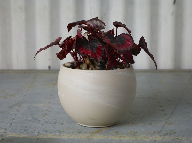 Design Shop Astrid Pot 5.5"x 4"