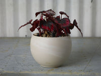 Design Shop Astrid Pot 5.5"x 4"
