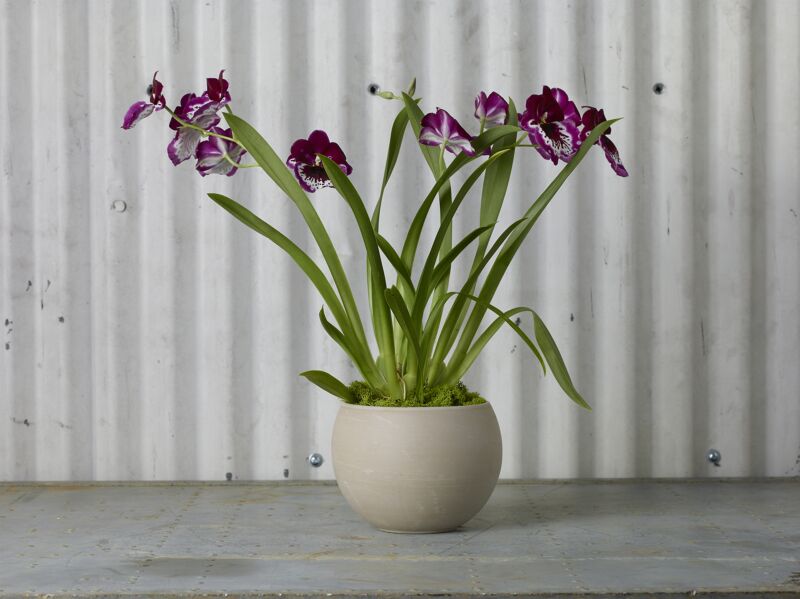 Design Shop Astrid Pot 6.5"x4.75"