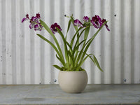 Design Shop Astrid Pot 6.5"x4.75"