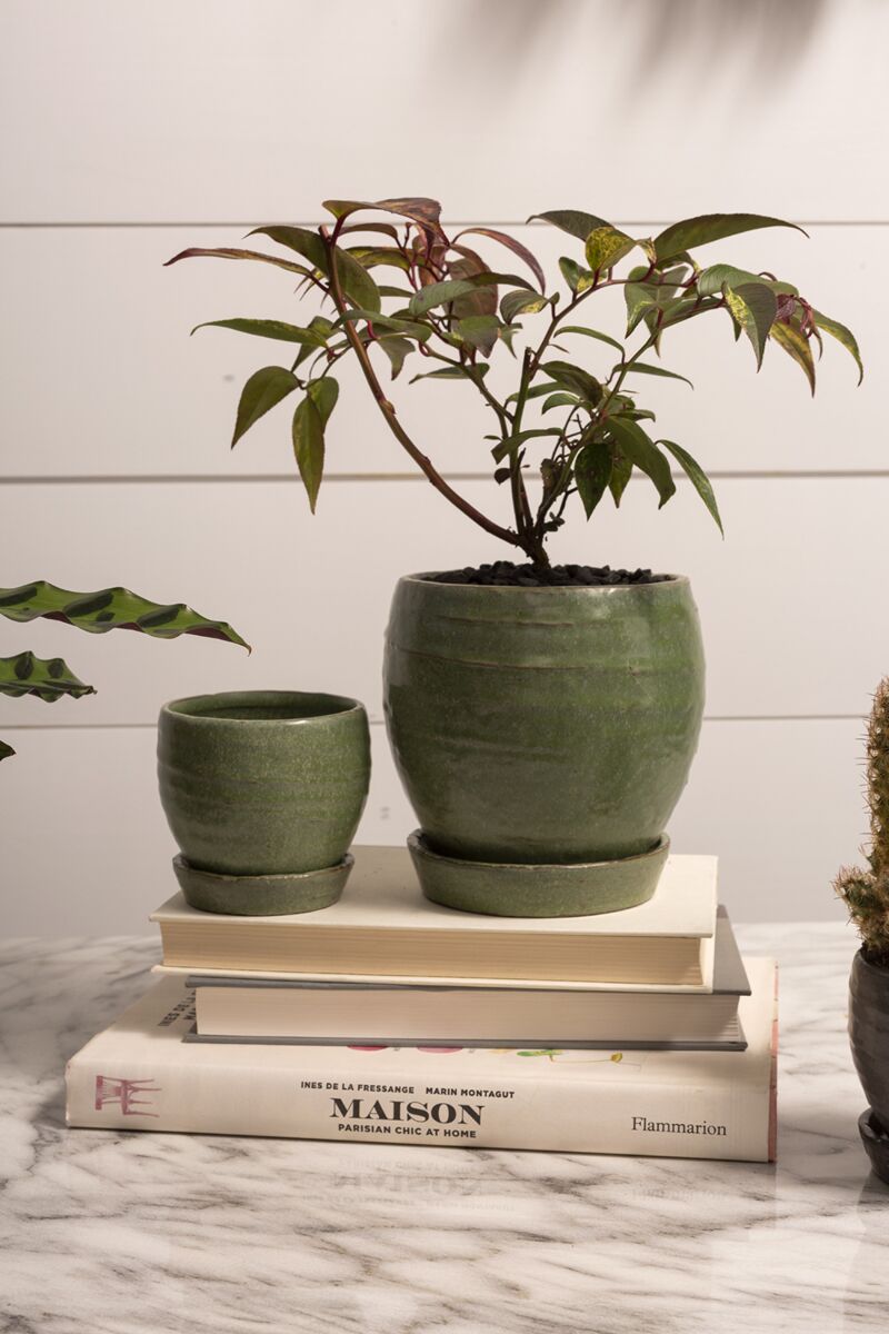 Design Shop Green Bradford Pot, 5.5" X 5.5".