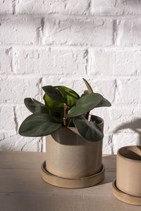 Design Shop Tan Hawthorne Pot, 5" X 5.5".