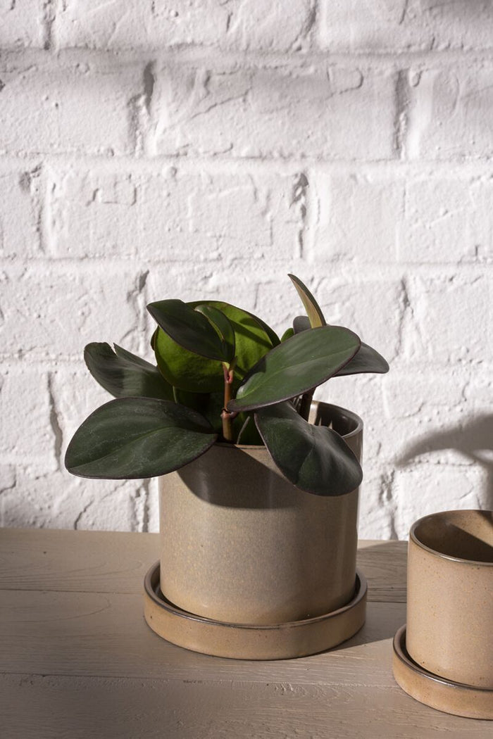 Design Shop Tan Hawthorne Pot, 5" X 5.5".