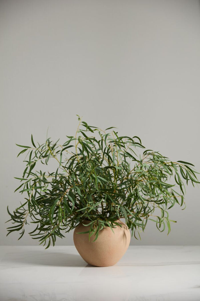 Potted plant on a white surface with a plain background