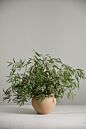 Design Shop Kastanos Vase 8.75"x 6.5"