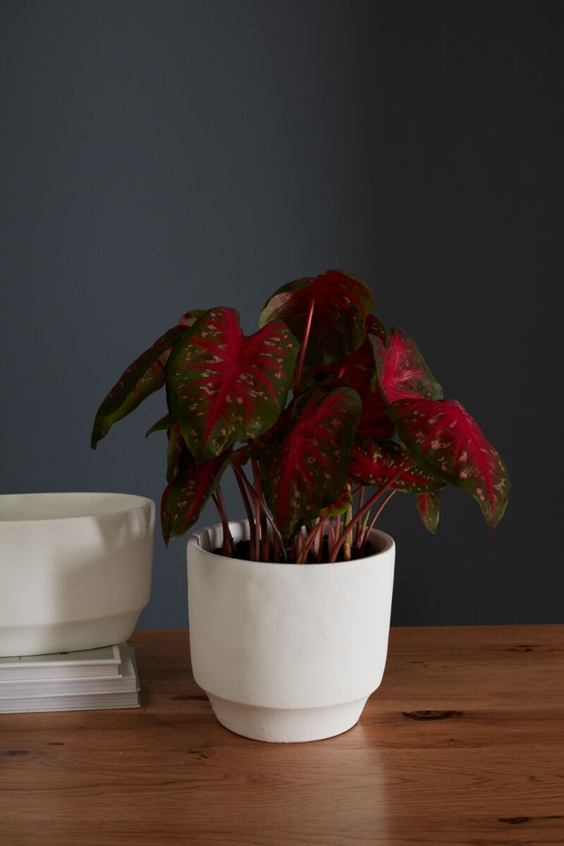 Design Shop White Glendale Collection Pot, 8.5" X 8".