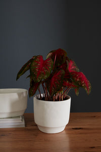 Design Shop White Glendale Collection Pot, 8.5" X 8".