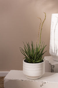 Design Shop White Andrade Collection Pot, 7.5" X 6".