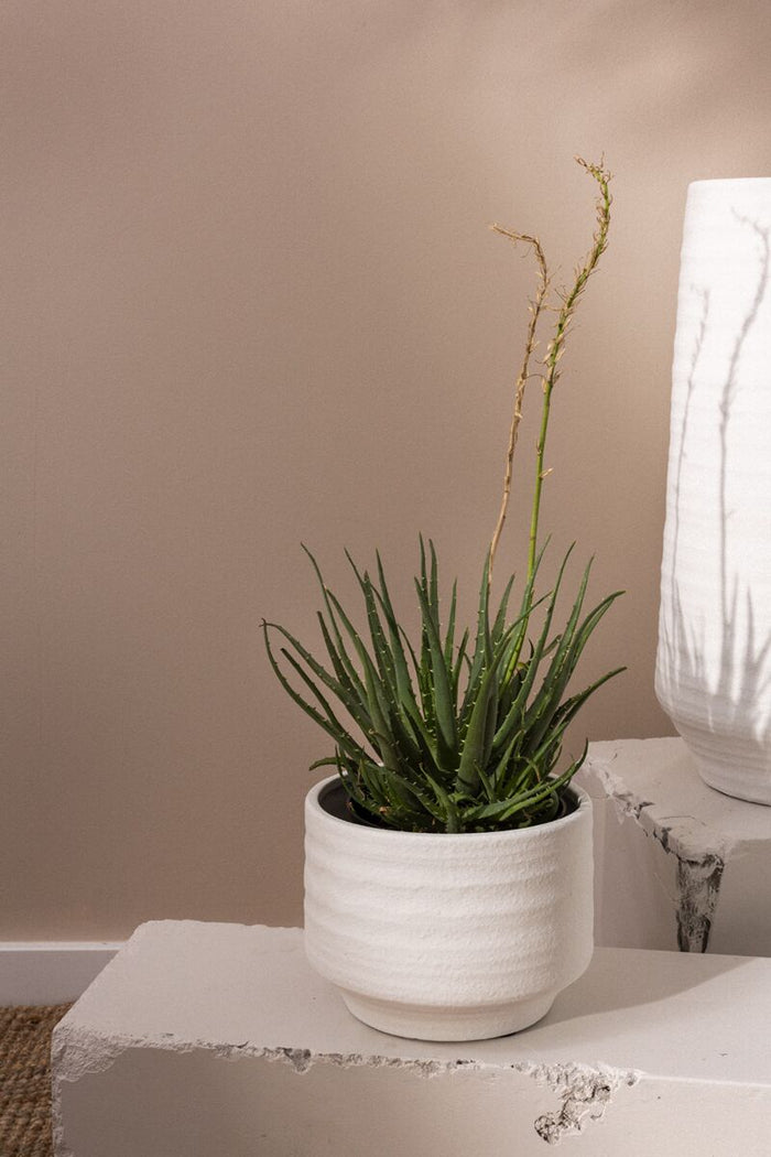 Design Shop White Andrade Collection Pot, 7.5" X 6".