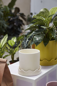 Design Shop Pissaro Pot with Saucer 6"x 5.75", Set of 2