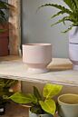 Design Shop Pasadena Pot 6.25"x 6"
