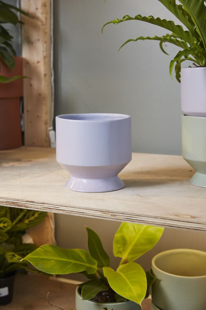 Light purple ceramic pot on a wooden shelf with plants in the background