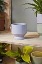 Design Shop Pasadena Pot 6.25"x 6"