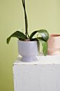 Design Shop Pasadena Pot 6.25"x 6"