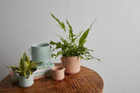 Design Shop Coral Jamye Pot, 4" X 2.75", Set of 4.