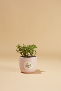 Design Shop Light-Pink Peace and Love Pot, 4" X 3.5", Set of 2.