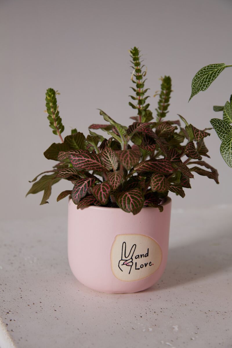 Design Shop Light-Pink Peace and Love Pot, 4" X 3.5", Set of 2.