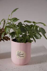 Design Shop Light-Pink Peace and Love Pot, 4" X 4.75", Set of 2.