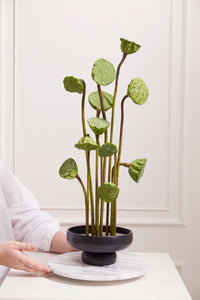 Design Shop Nightingale Compote 7.75"x 3.75", Set of 2