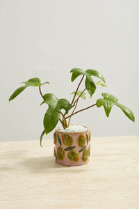 Design Shop Cucina Pot 5.25"x 4.5", Set of 2