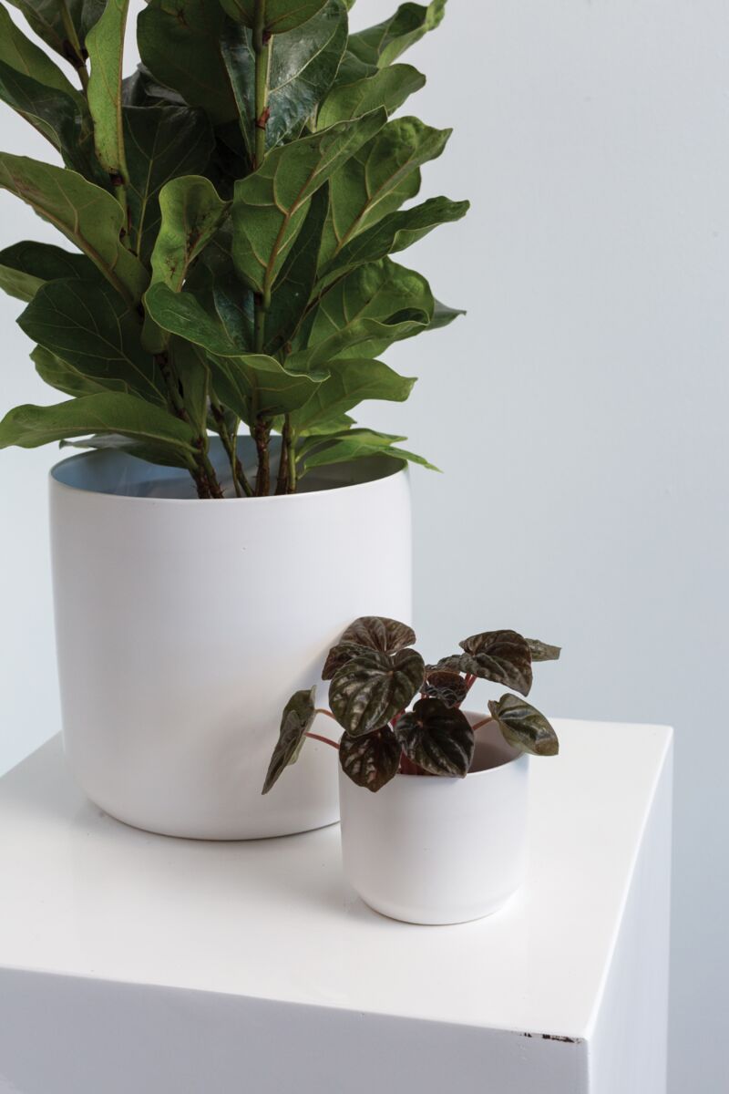 Design Shop Kendall Pot 3.25"x 2.75", Set of 6