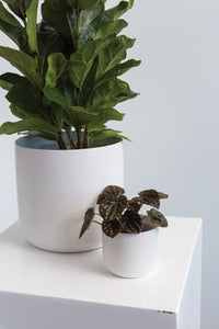 Design Shop Kendall Pot 3.25"x 2.75", Set of 6