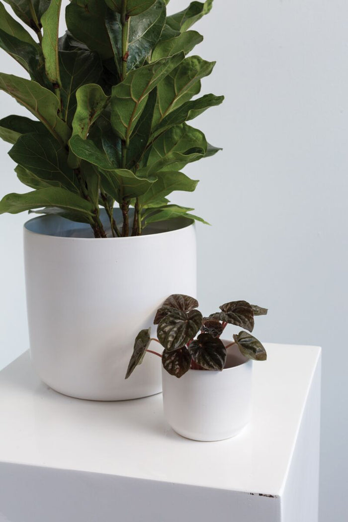 Design Shop Kendall Pot 3.25"x 2.75", Set of 6